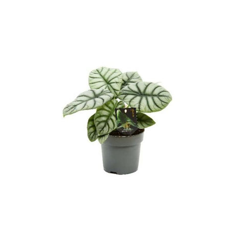 Alocasia Silver Dragon - 30 cm