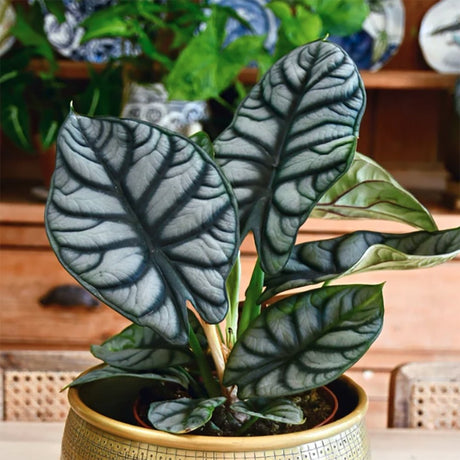 Alocasia Silver Dragon - 30 cm