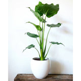 Urechea Elefantului Alocasia Chinese Taro (Alocasia cucullata), 110 cm, eleganta tropicala cu frunzis ornamental spectaculos