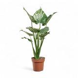 Urechea Elefantului Alocasia Chinese Taro (Alocasia cucullata), 110 cm, eleganta tropicala cu frunzis ornamental spectaculos
