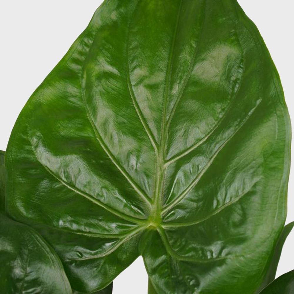 Urechea Elefantului Alocasia Chinese Taro (Alocasia cucullata), 110 cm, eleganta tropicala cu frunzis ornamental spectaculos