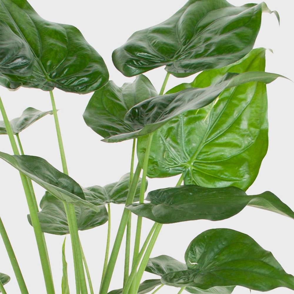 Urechea Elefantului Alocasia Chinese Taro (Alocasia cucullata), 110 cm, eleganta tropicala cu frunzis ornamental spectaculos