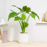 Urechea Elefantului Alocasia Chinese Taro (Alocasia cucullata), 110 cm, eleganta tropicala cu frunzis ornamental spectaculos