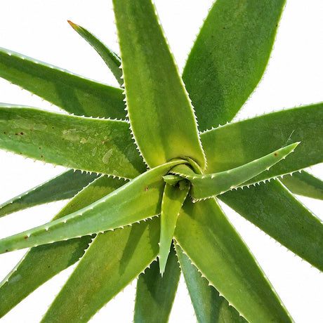 Aloe vera cserepes szobanövény 50–60 cm – természetes gél a bőrápoláshoz