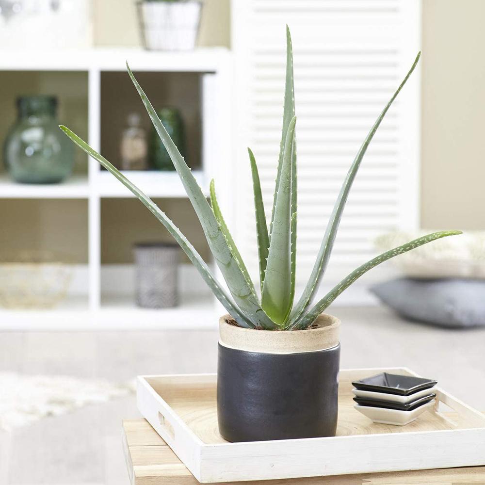 Aloe Vera - 55 cm