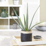 Aloe Vera - 55 cm