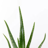 Aloe Vera - 55 cm