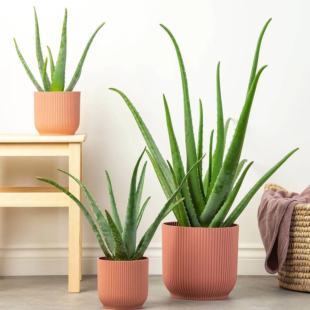 Aloe Vera - 55 cm