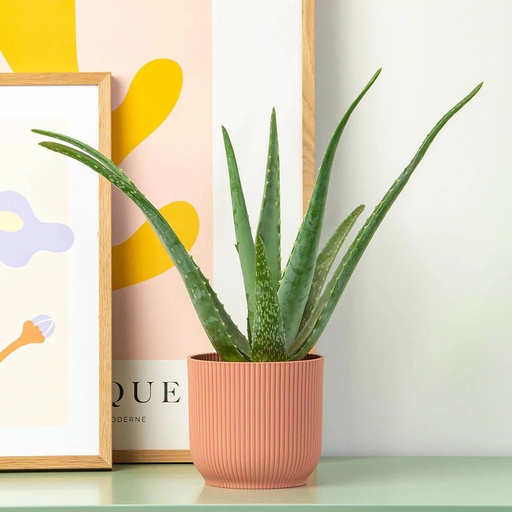 Aloe Vera - 80 cm