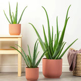 Aloe Vera - 80 cm