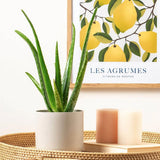 Aloe Vera - 80 cm