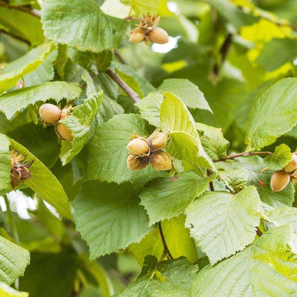 Alun Cosford (Corylus avellana), cu gust dulce-nucos
