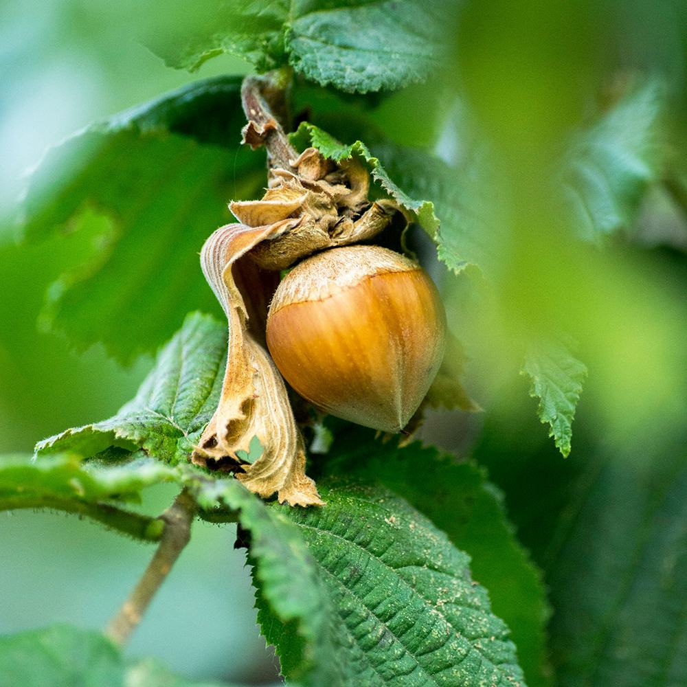 Alun Halle'sche Riesen (Corylus avellana), cu gust dulce puternic