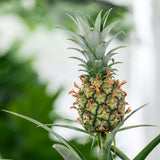 Ananas Tropical cu Fruct Champaca, planta de interior exotica cu fruct decorativ comestibil si frunze verzi lucioase - 50/60 cm