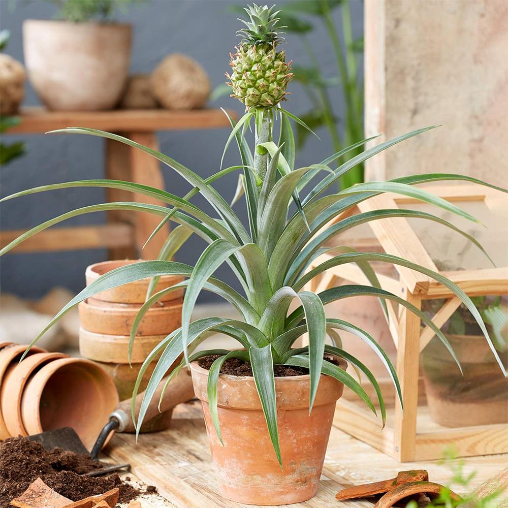 Ananas Tropical cu Fruct Champaca, planta de interior exotica cu fruct decorativ comestibil si frunze verzi lucioase - 50/60 cm