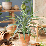 Ananas Tropical cu Fruct Champaca, planta de interior exotica cu fruct decorativ comestibil si frunze verzi lucioase - 50/60 cm