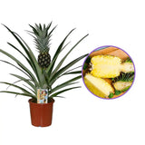 Ananas Tropical cu Fruct Champaca, planta de interior exotica cu fruct decorativ comestibil si frunze verzi lucioase - 50/60 cm