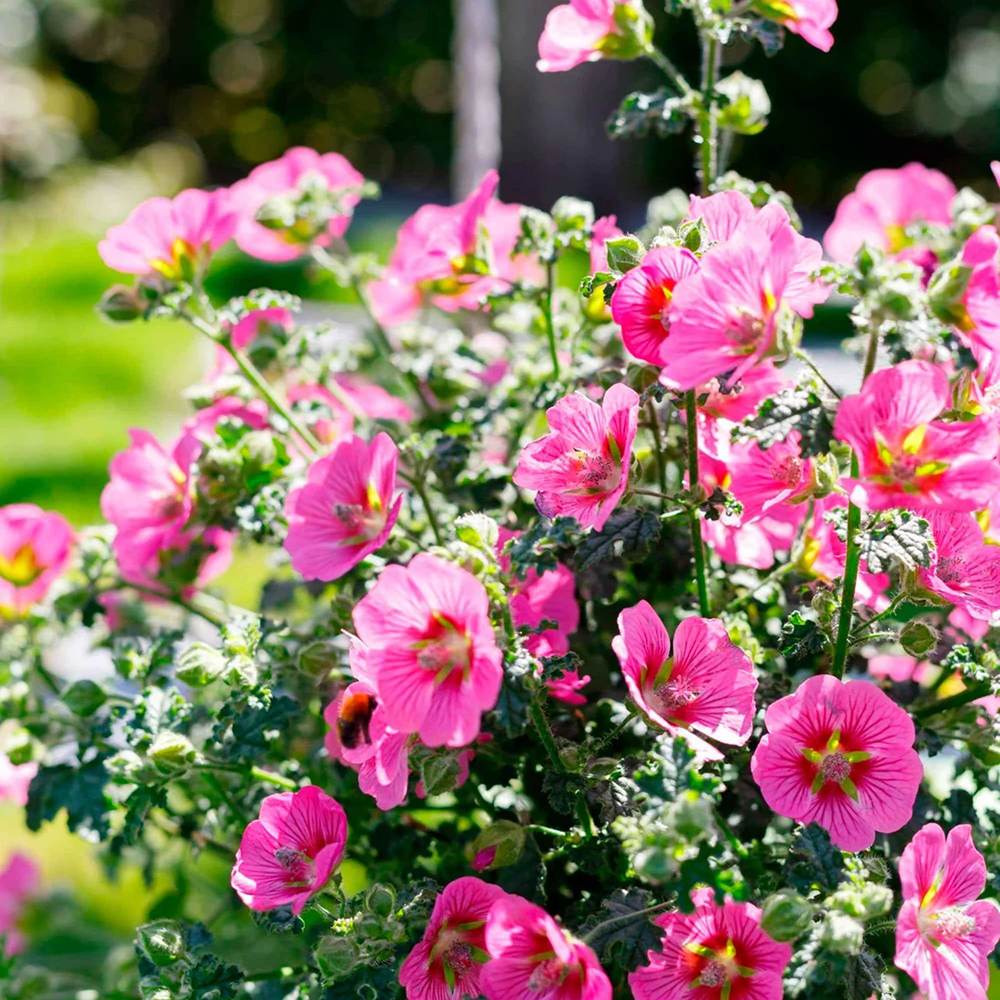 Anisodontea Capensis Elegans Princess, cu flori roz bogate