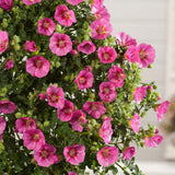 Anisodontea Capensis Elegans Princess, cu flori roz bogate