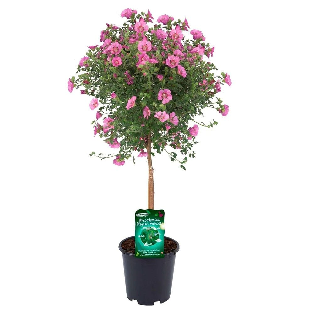 Anisodontea Capensis Elegans Princess, cu flori roz bogate