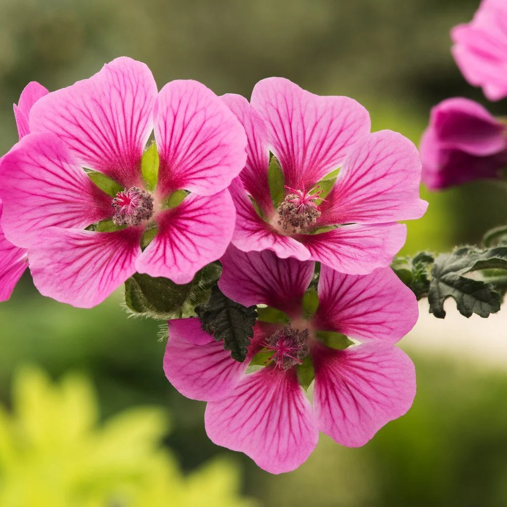 Anisodontea Capensis Elegans Princess, cu flori roz bogate