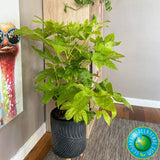 Aralia Japoneza (Fatsia Japonica) - 60 cm