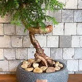 Araucaria Cunninghamii - 70 cm