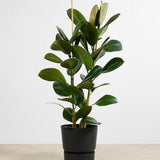 Arbore de Cauciuc (Ficus Robusta) - 110 cm