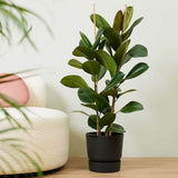 Arbore de Cauciuc (Ficus Robusta) - 135 cm