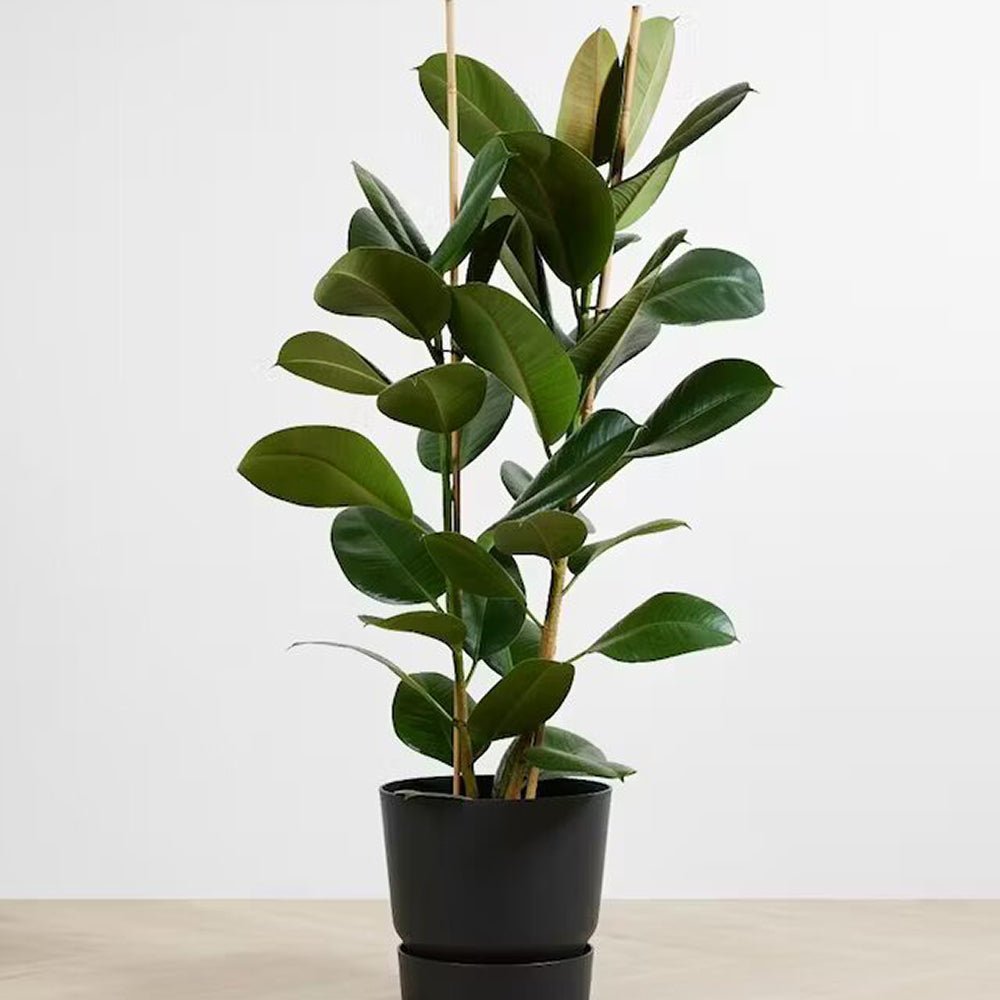 Arbore de Cauciuc (Ficus Robusta) - 135 cm