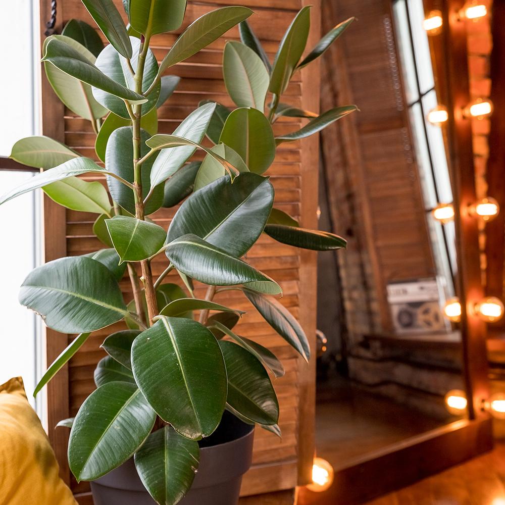 Arbore de Cauciuc (Ficus Robusta) - 135 cm