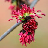 Arbore de Fier (Parrotia Persica)