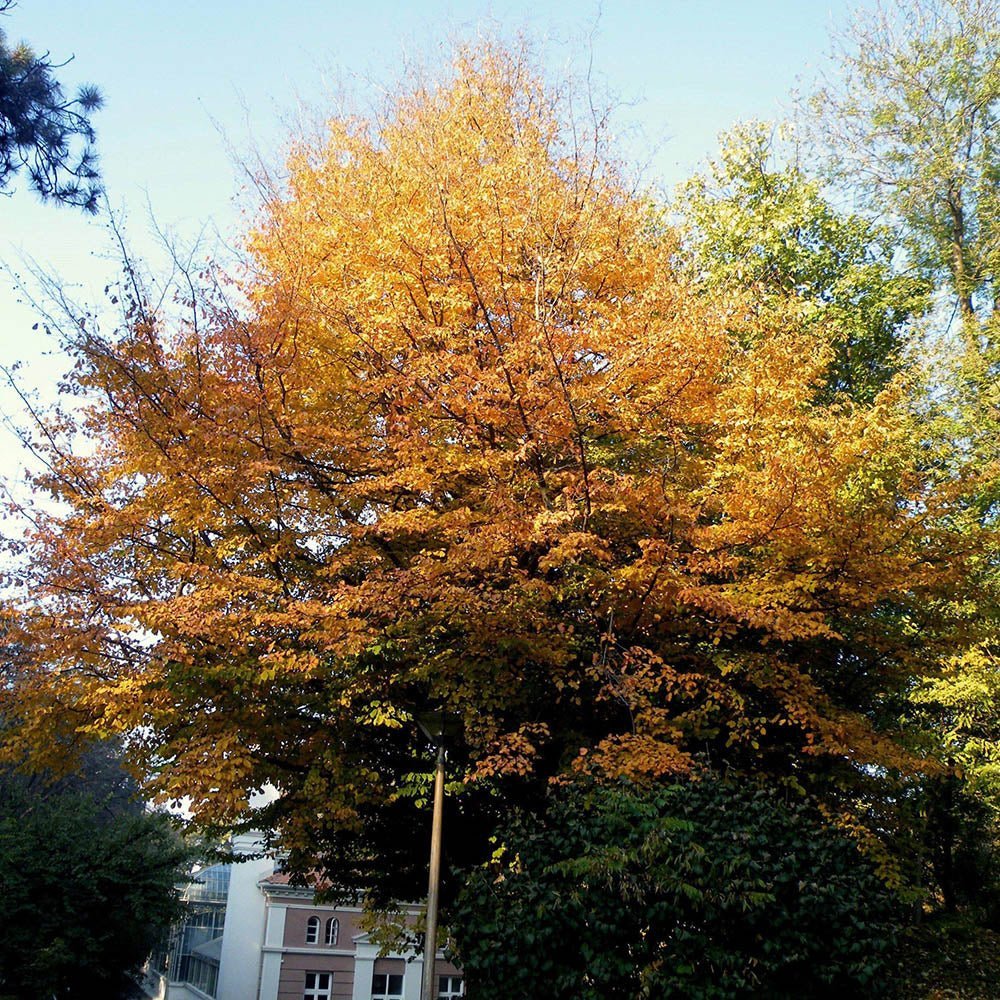 Arbore de Fier (Parrotia Persica)