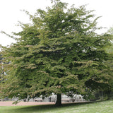 Arbore de Fier (Parrotia Persica)