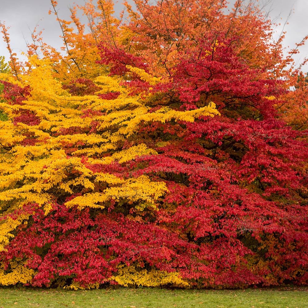 Arbore de Fier (Parrotia Persica)