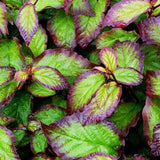 Arbore de Fier (Parrotia Persica)