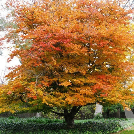 Arbore de Fier (Parrotia Persica)
