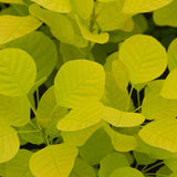 Arbore de Fum Scumpie galbena (Cotinus coggygria) Golden Spirit