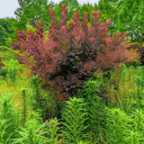 Arbore de Fum, Scumpie Rosie (Cotinus coggygria) Royal Purple