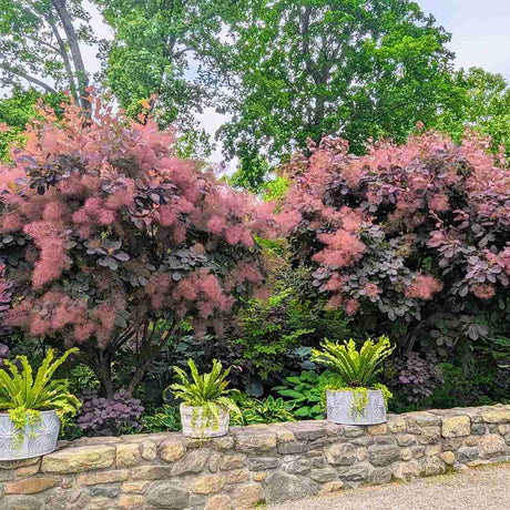 Arbore de Fum, Scumpie Rosie (Cotinus coggygria) Royal Purple
