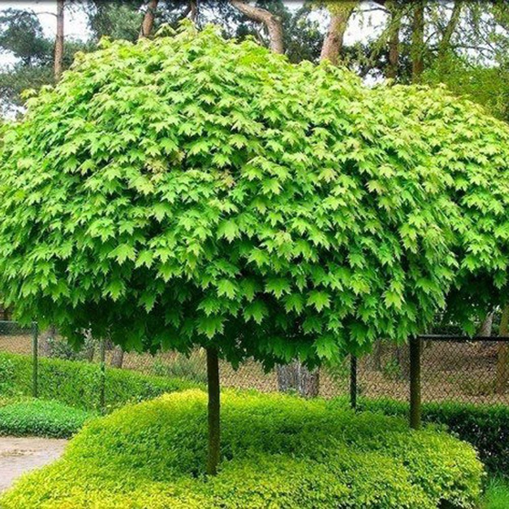 Arbore de Guma Gum Ball (Liquidambar Styraciflua)
