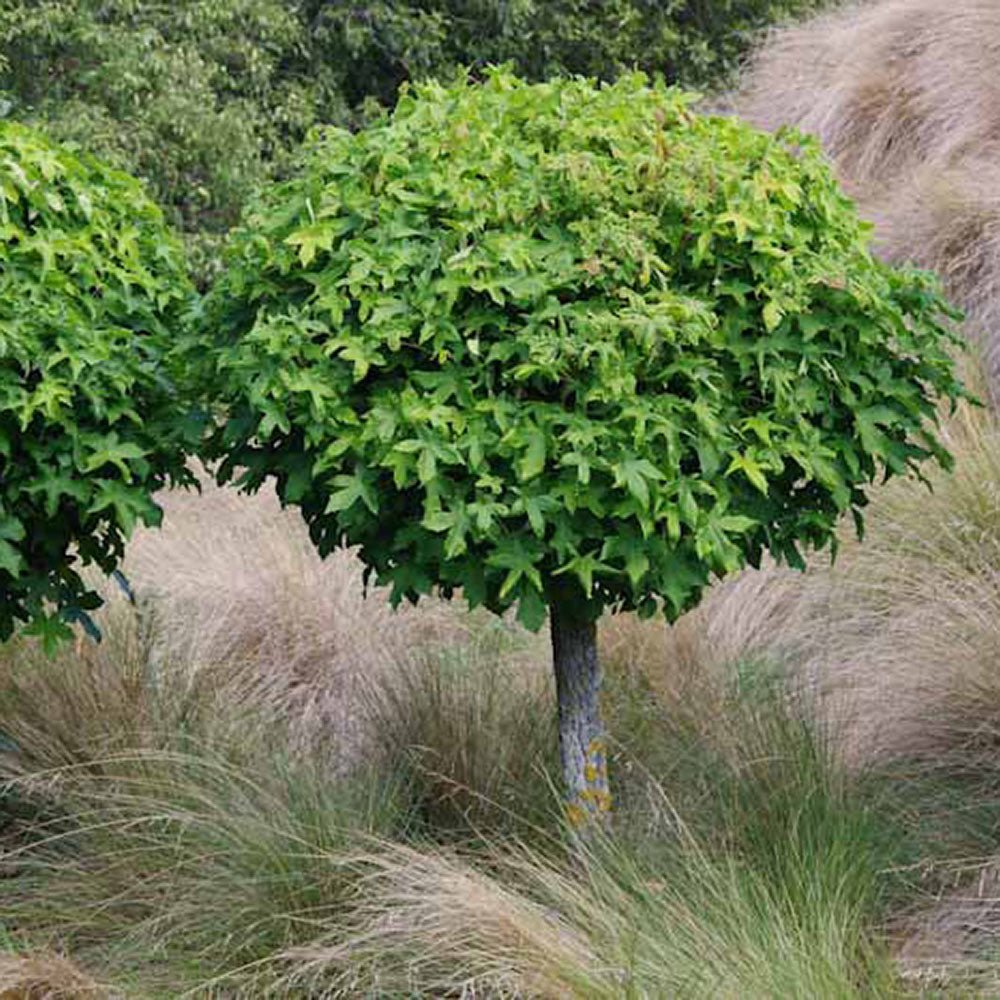 Arbore de Guma Gum Ball (Liquidambar Styraciflua)