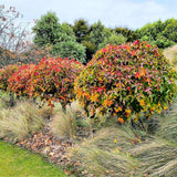 Arbore de Guma Gum Ball (Liquidambar Styraciflua)