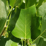Arborele Lalea (Liriodendron Tulipifera)