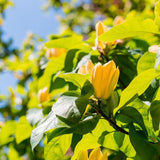 Arborele Lalea (Liriodendron Tulipifera)