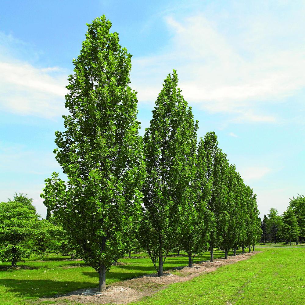 Arborele Lalea Columnar (Liriodendron Tulipifera Fastigiata)