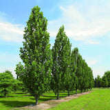 Arborele Lalea Columnar (Liriodendron Tulipifera Fastigiata)