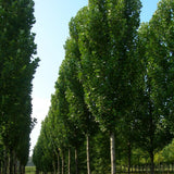 Arborele Lalea Columnar (Liriodendron Tulipifera Fastigiata)