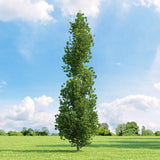 Arborele Lalea Columnar (Liriodendron Tulipifera Fastigiata)