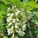 Arborele Amur Maackia Amurensis